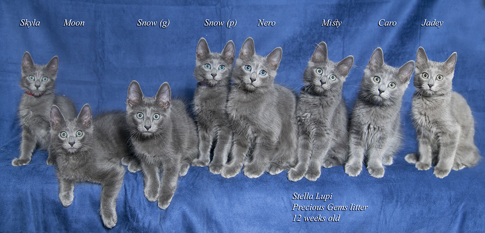 precious gems Litter